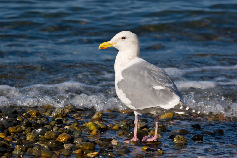 Glaucus-Winged Gull On Beach